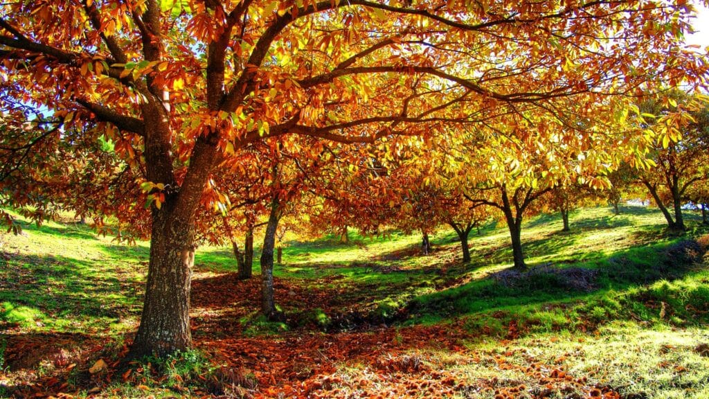 Bosque de castaños-Rural Sierra Sol